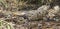 Beautiful shot of a crocodile hiding in the woods in Sumidero Canyon, Mexico