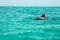 Beautiful shot of a cute dolphin swimming in the ocean - great for an article about aquatic mammals