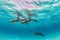 Beautiful shot of cute dolphins hanging out underwater in Bimini, Bahamas