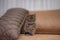 Beautiful shot of a cute little brown kitten playing a light brown sofa