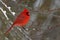 Beautiful shot of a cute red little bird with black on face standing on branch with snow