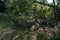 Beautiful shot of dense messy forest foliage in the summer