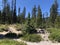 Beautiful shot of the Deschutes National Forest against the clear sky in summer