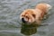 Beautiful shot of a dog swimming in the water