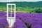 Beautiful shot of a door in a field of lavender in bloom