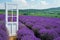 Beautiful shot of a door in a field of lavender in bloom