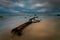 Beautiful shot of a dried tree log at the coast of Baltic Sea, Lithuania at sunset