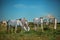 Beautiful shot of elegant cream colored horses grazing in a sunny field