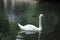 Beautiful shot of an elegant white swan floating on the water