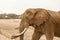 Beautiful shot of an elephant in the field - great for an article about wildlife