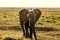 Beautiful shot of an elephant in the field - great for an article about wildlife