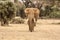 Beautiful shot of an elephant in the field - great for an article about wildlife