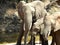 Beautiful shot of an elephant with her babies standing by a pond