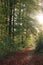 Beautiful shot of an empty alley of tall trees in the forest during sunrise