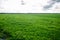 Beautiful shot of an enormous rice plantation