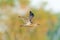 Beautiful shot of a Eurasian whimbrel flying
