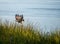 Beautiful shot of a falcon landing near the sea on green grass