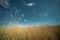 Beautiful shot of a field of dry tall yellow grass with the bright calm sky in the background