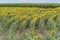 Beautiful shot of a field with rows of blooming bright yellow sunflowers