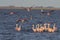 Beautiful shot of a flock of flamingos standing in the water and some taking off the for migration