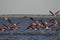 Beautiful shot of a flock of flamingos taking off the water for migration