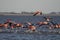 Beautiful shot of a flock of flamingos taking off the water for migration