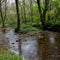 Beautiful shot of a flowing dirty stream in a lush green forest