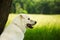 Beautiful shot of a fluffy white Maremmano sheepdog on a grassy green field