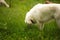 Beautiful shot of a fluffy white Maremmano sheepdog on a grassy green field