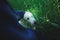 Beautiful shot of a fluffy white Maremmano sheepdog on a grassy green field