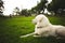 Beautiful shot of a fluffy white Maremmano sheepdog on a grassy green field