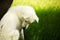 Beautiful shot of a fluffy white Maremmano sheepdog on a grassy green field