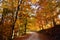 Beautiful shot of the footpath of the park on an autumn day