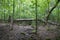 Beautiful shot of a forest area with fallen wood logs in Canada