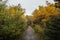 Beautiful shot of forest in autumn in Alaska