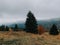 Beautiful shot of a forest on the misty mountainside