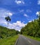 Beautiful shot of a forest road surrounded by greenery Free Photo