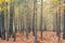 Beautiful shot of a forest of thin tall trees during the fall