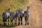Beautiful shot of four walking zebra butts Masai Mara, Kenya