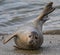 Beautiful shot of a funny seal posing on the beach after swimming in daylight