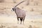 Beautiful shot of a gemsbok standing on the bush field with a blurred background