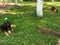 Beautiful shot of the German Shepherds laying on the lawn