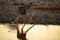 Beautiful shot of a giraffe leaning down to drink from a pond in Etosha National Park, Namibia