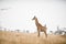 Beautiful shot of a giraffe in the savanna field