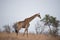 Beautiful shot of a giraffe walking alone in the bush field