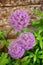 Beautiful shot of gladiator allium flowers in front of a wall in the garden