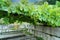 Beautiful shot of grapevine with immature grapes and fresh green leaves above table and benches