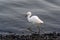 Beautiful shot of a great egret wading on the shore of a pond