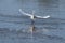 Beautiful shot of Great White Egret spreading its wings on a lake while holding a fish on its beak