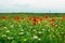 Beautiful shot of a green field covered with red poppies and chamomiles